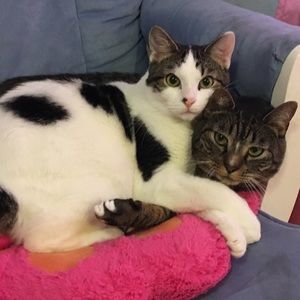 Meet your Posher, Lolly